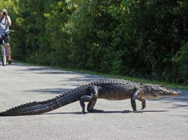 Everglades besökscentrum – välj rätt av de fyra Florida, Everglades, Shark Valley.