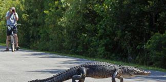 Everglades besökscentrum – välj rätt av de fyra Florida, Everglades, Shark Valley.