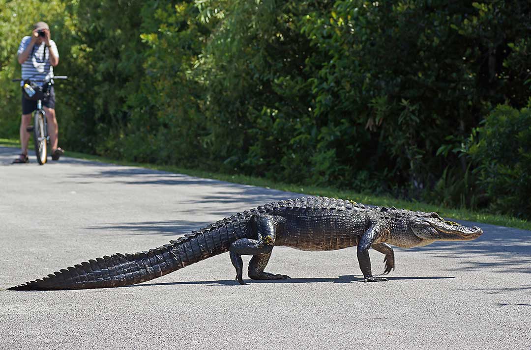 Florida, Everglades, Shark Valley.