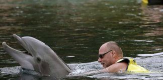 Simma med delfiner i Florida – hitta bästa attraktionen Simma med delfiner Florida. Boka biljett till delfinsim, Swim with dolphins, Schwimmen mit Delfinen