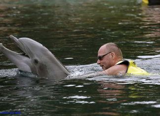 Simma med delfiner Florida. Boka biljett till delfinsim, Swim with dolphins, Schwimmen mit Delfinen