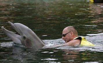 Simma med delfiner i Florida – hitta bästa attraktionen Simma med delfiner Florida. Boka biljett till delfinsim, Swim with dolphins, Schwimmen mit Delfinen