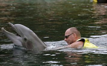 Simma med delfiner Florida. Boka biljett till delfinsim, Swim with dolphins, Schwimmen mit Delfinen