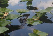 Bästa platserna att se alligatorer i Everglades Alligatorer i Everglades. Bästa platserna att se alligatorer.