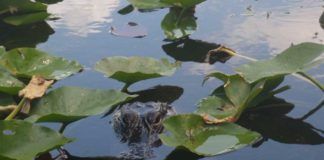 Bästa platserna att se alligatorer i Everglades Alligatorer i Everglades. Bästa platserna att se alligatorer.