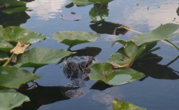 Bästa platserna att se alligatorer i Everglades Alligatorer i Everglades. Bästa platserna att se alligatorer.