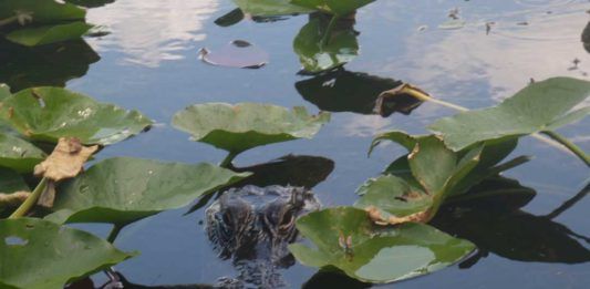 Bästa platserna att se alligatorer i Everglades Alligatorer i Everglades. Bästa platserna att se alligatorer.