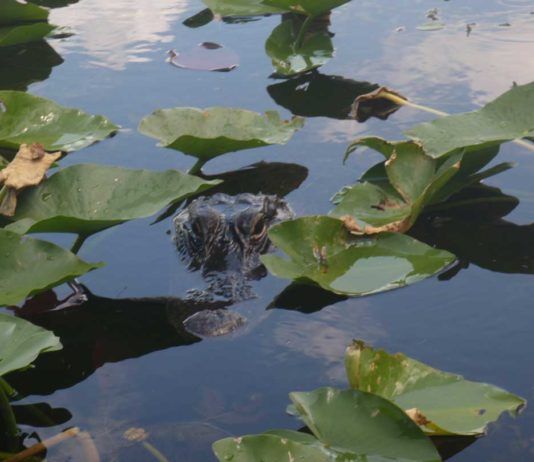 Alligatorer i Everglades. Bästa platserna att se alligatorer.