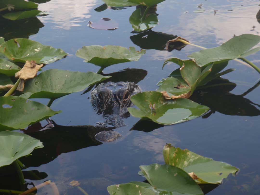 Alligatorer i Everglades. Bästa platserna att se alligatorer.