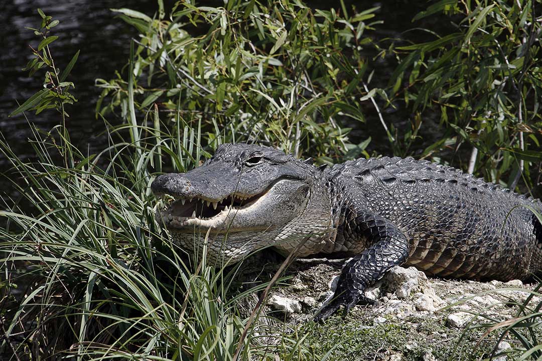Alligatorn Everglades ingenjör