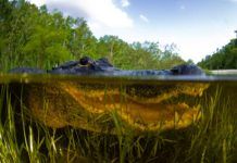 Alligatorn Everglades egen viktige ingenjör Alligatorn Everglades ingenjör