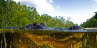 Alligatorn Everglades egen viktige ingenjör Alligatorn Everglades ingenjör