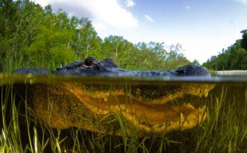 Alligatorn Everglades egen viktige ingenjör Alligatorn Everglades ingenjör