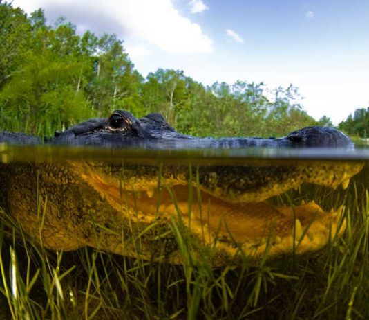 Alligatorn Everglades ingenjör