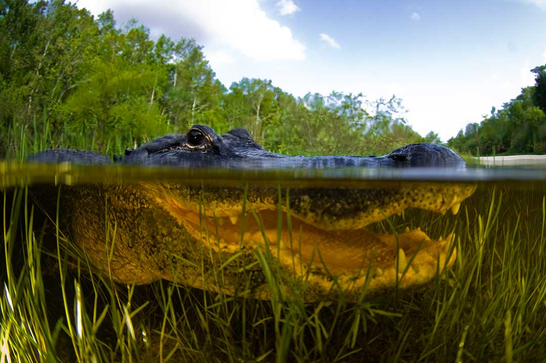 Alligatorn Everglades ingenjör