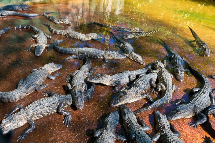 Bästa platserna att se alligatorer i Everglades · Florida 