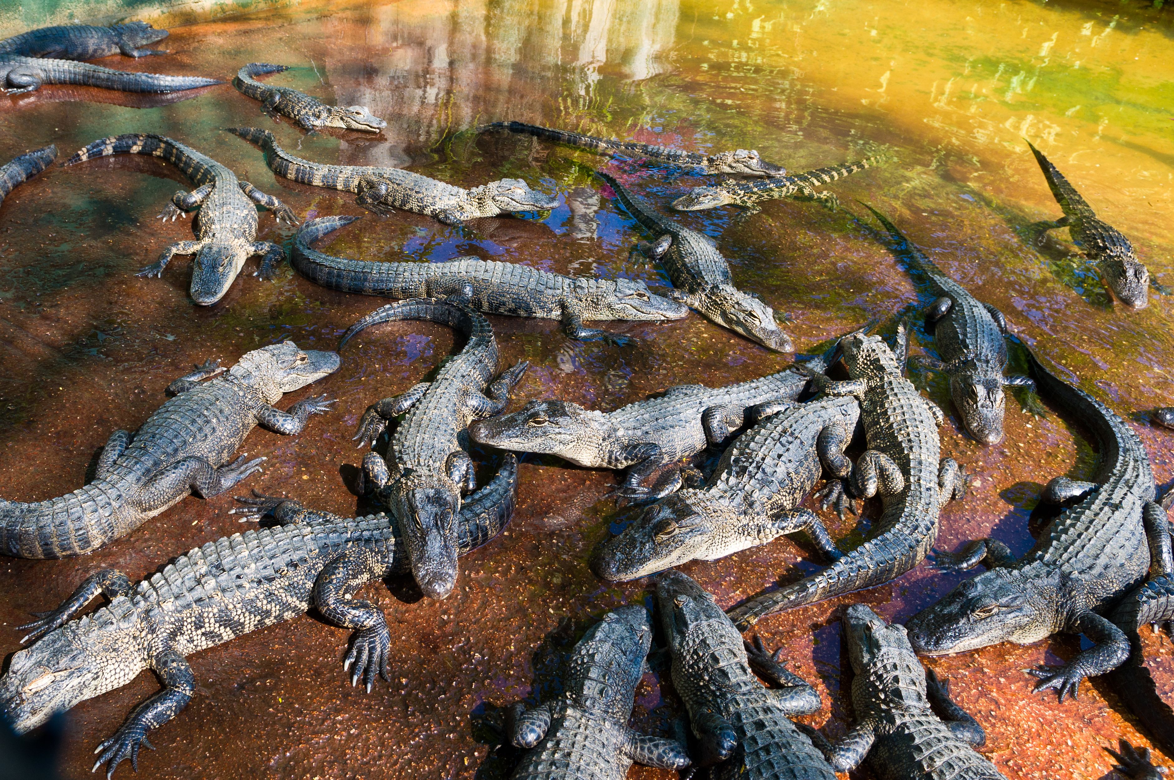 Alligatorer i Everglades. Bästa platserna att se alligatorer.