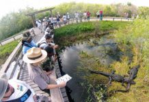 Guide Everglades: Unik vildmark som måste upplevas Guide Everglades