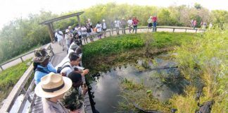 Guide Everglades: Unik vildmark som måste upplevas Guide Everglades