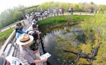Guide Everglades: Unik vildmark som måste upplevas Guide Everglades