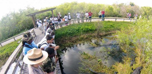 Guide Everglades: Unik vildmark som måste upplevas Guide Everglades