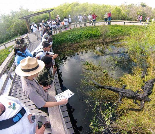 Guide Everglades: Unik vildmark som måste upplevas Guide Everglades