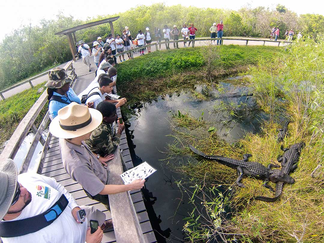 Guide Everglades