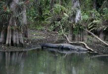 Loop Road Everglades – så nära naturen som möjligt Loop Road Everglades