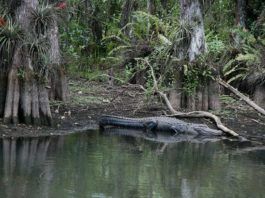 Loop Road Everglades – så nära naturen som möjligt Loop Road Everglades