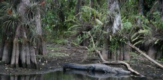 Loop Road Everglades – så nära naturen som möjligt Loop Road Everglades