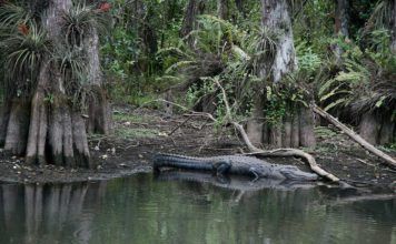 Loop Road Everglades – så nära naturen som möjligt Loop Road Everglades