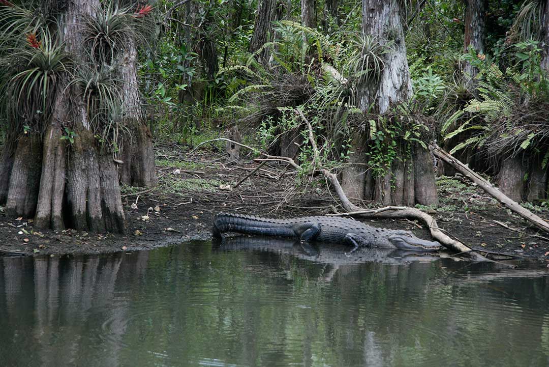 Loop Road Everglades