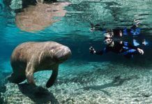 Manatees – bästa platserna för att se sjökor i Florida manatees, Orlando aktiviteter, Places to have fun in Orlando