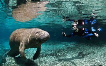 Manatees – bästa platserna för att se sjökor i Florida manatees, Orlando aktiviteter, Places to have fun in Orlando