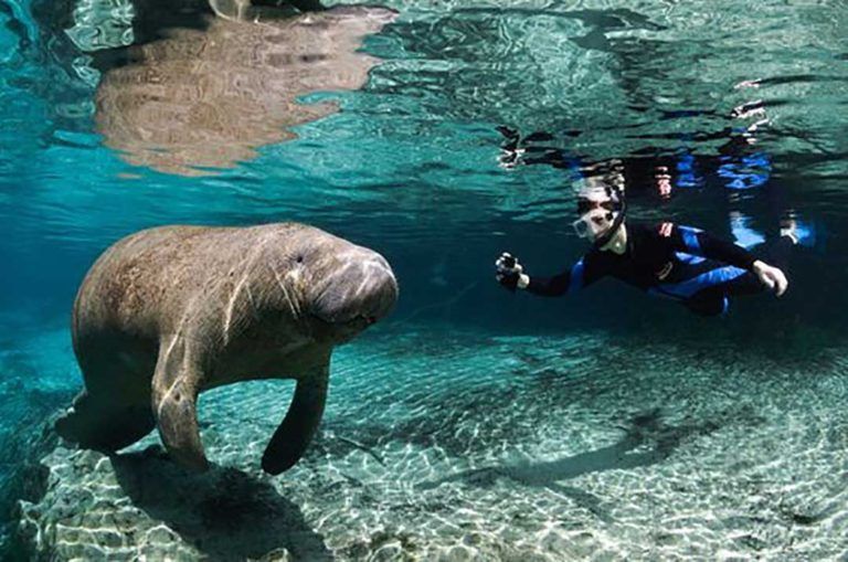 Manatees bästa platserna för att se sjökor i Florida · Florida.nu ☀️