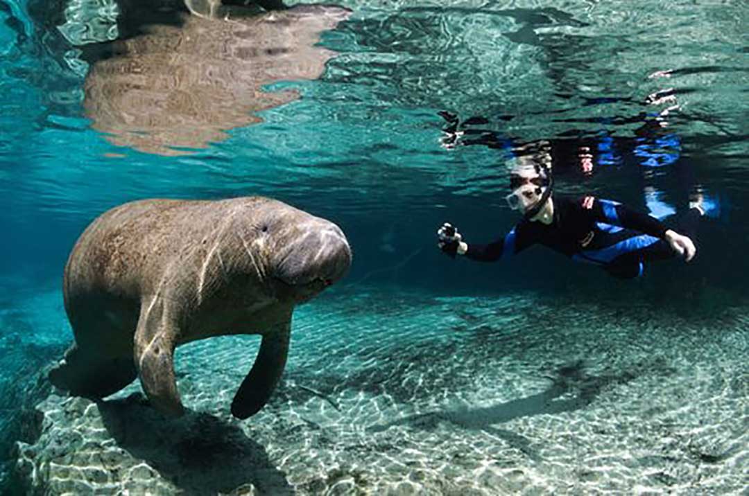 manatees, Orlando aktiviteter, Places to have fun in Orlando