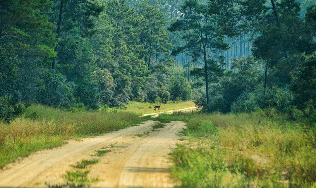 Ocala National Forest, dagsutflykt från Orlando