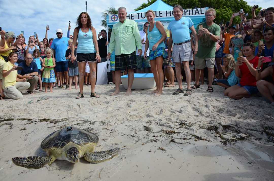 The Turtle Hospital