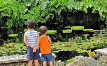 Frukt, kryddor och orkideer – smakrikt och vackert Fruit and Spice park, RF Orchids. frukt, kryddor, orkideer