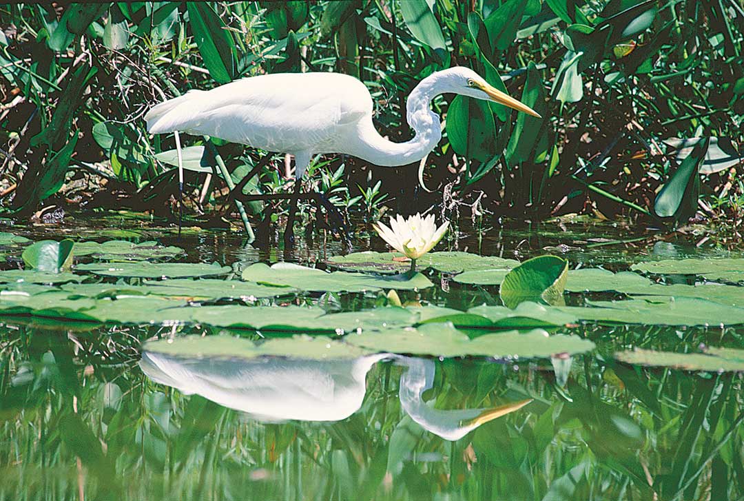Hoten mot Everglades