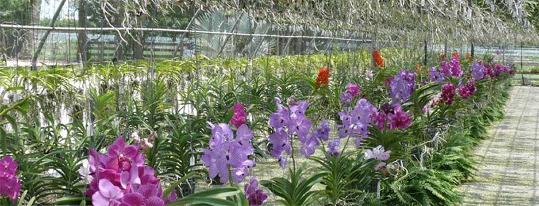 Fruit and Spice park, RF Orchids. frukt, kryddor, orkideer