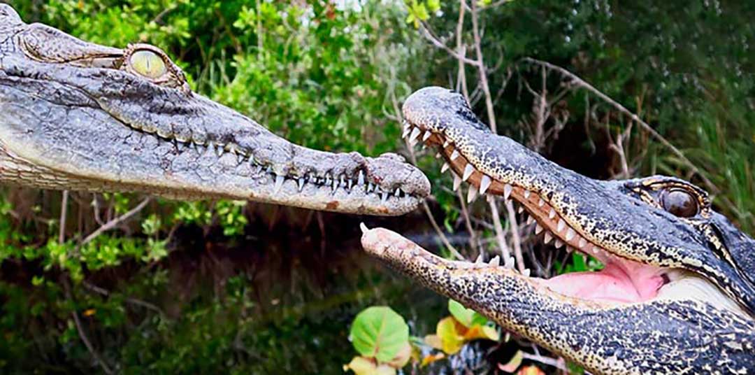 Alligatorn Everglades ingenjör