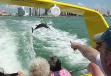 Clearwater Beach utflykter och aktiviteter Clearwater Beach utflykter