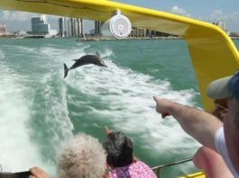 Clearwater Beach utflykter och aktiviteter Clearwater Beach utflykter