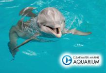 Filmdelfinen Winter blir tema på strandhotell Filmdelfinen Winter