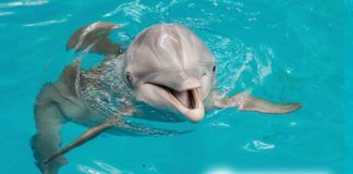 Filmdelfinen Winter blir tema på strandhotell Filmdelfinen Winter